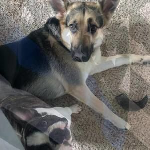 Meet your Posher, Steven